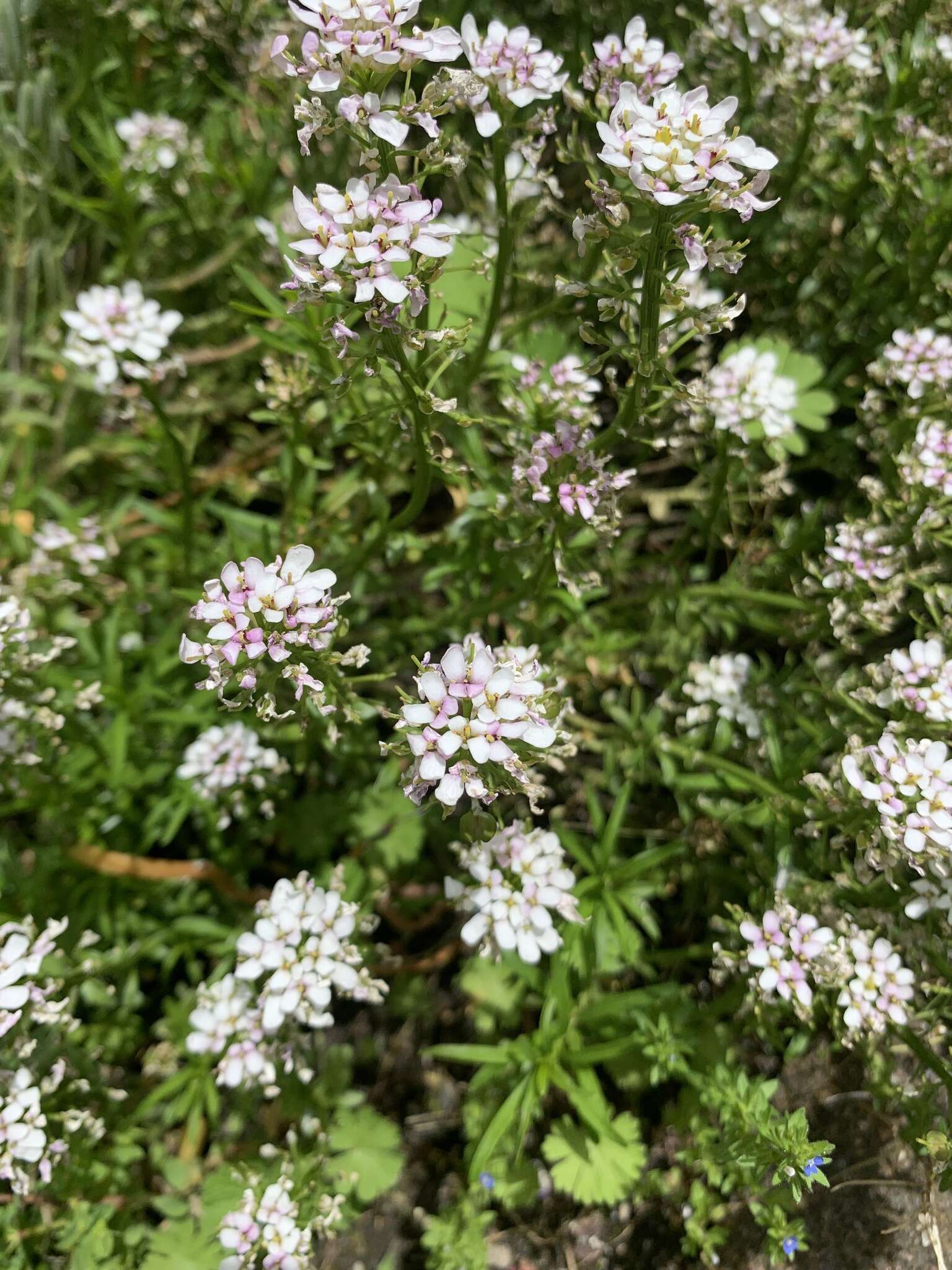 Image of evergreen candytuft