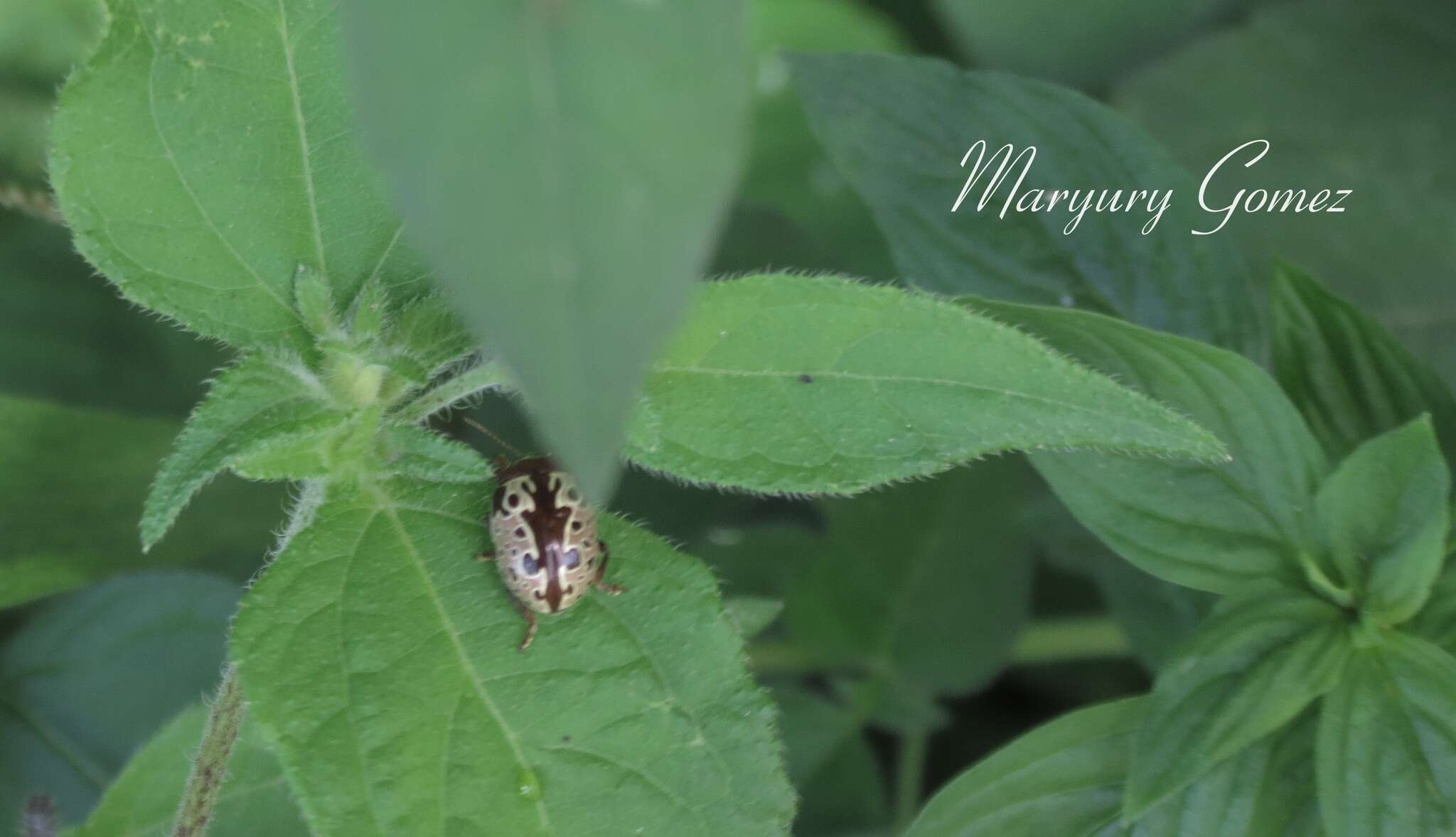 Image of <i>Calligrapha argus</i>