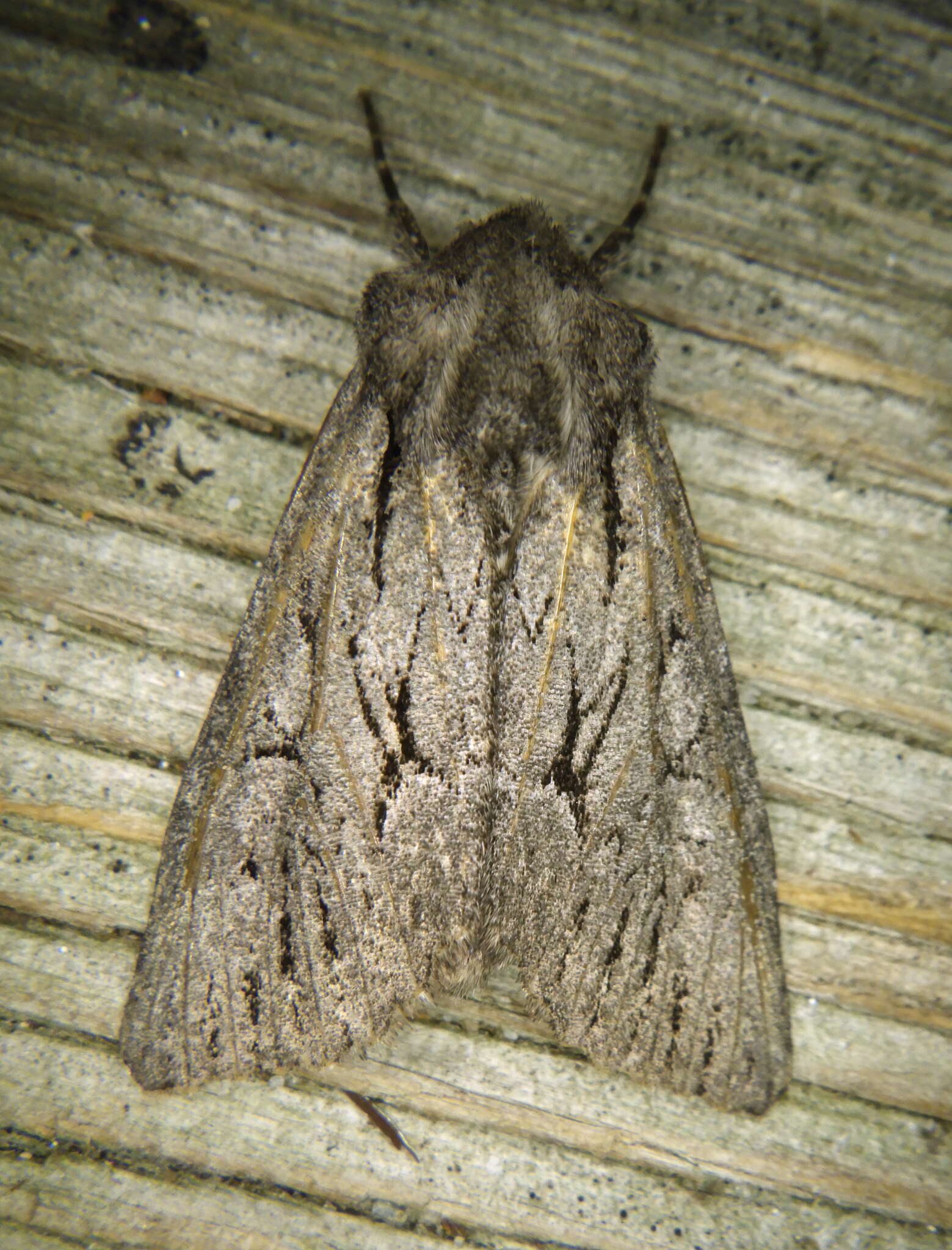 Image of Dark Grey Fishia Moth