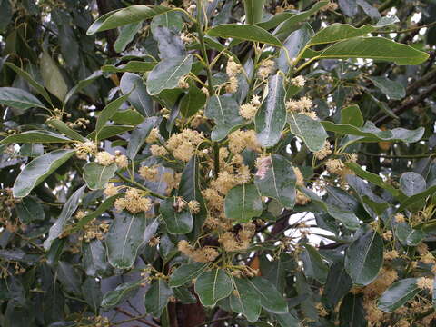 Image of Indian laurel