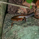 Image of Brown-tailed Bar-lipped Skink