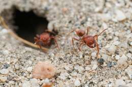 Image of Pogonomyrmex magnacanthus Cole 1968