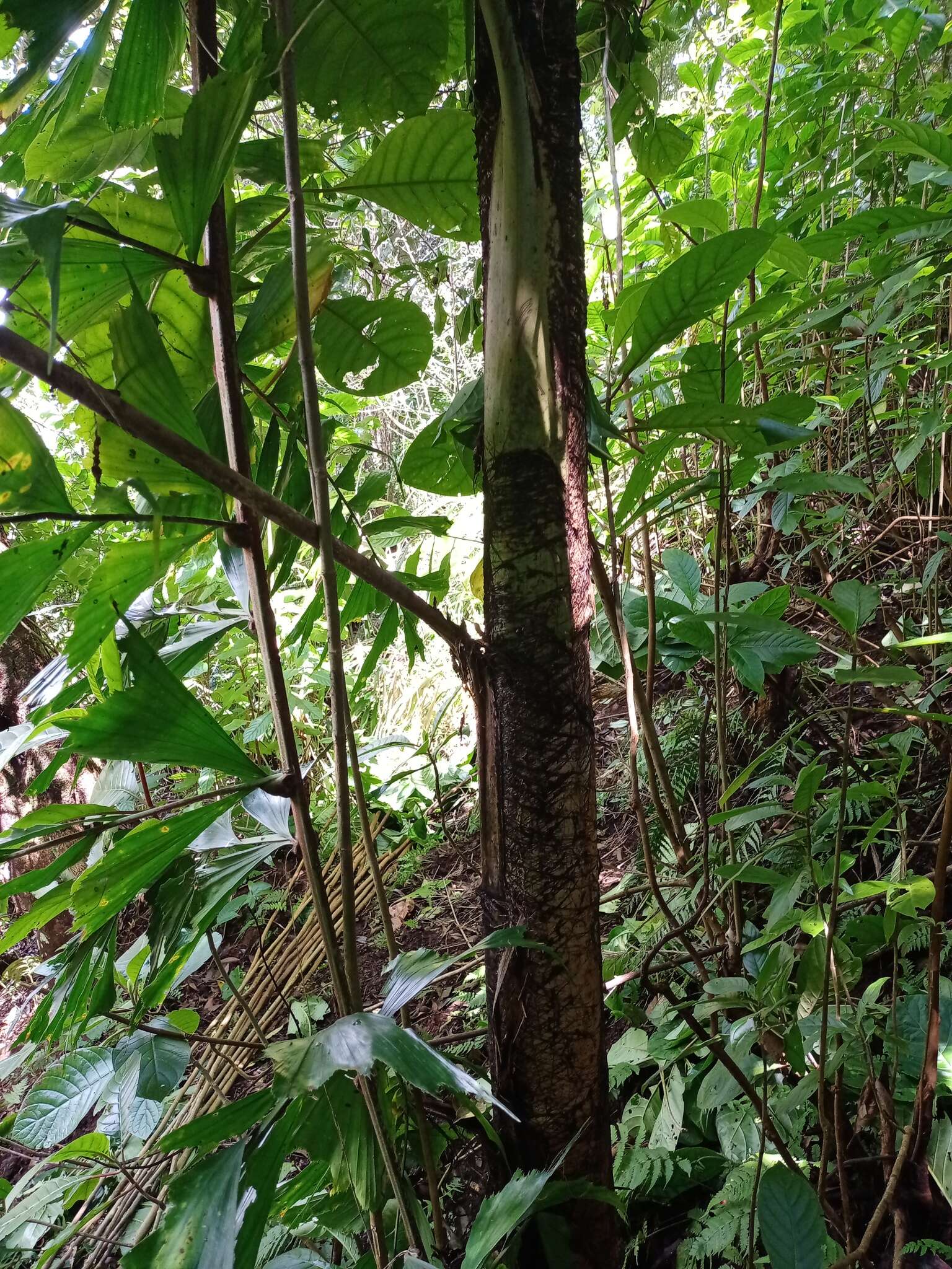 Image of Caryota maxima Blume