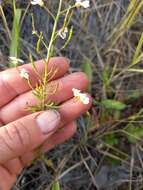 Image de Dontostemon pinnatifidus (Willd.) Al-Shehbaz & H. Ohba