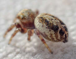 صورة Metaphidippus chera (Chamberlin 1924)