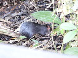 Image of Black Agouti