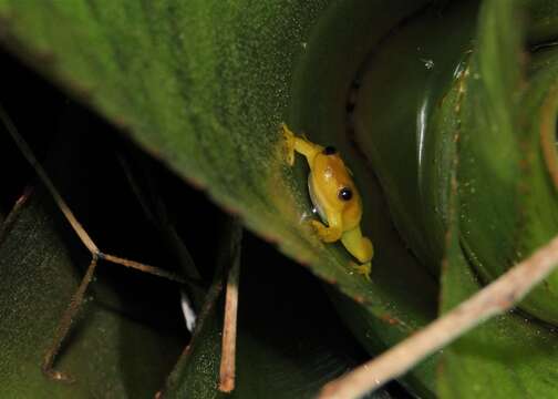 Sivun Phyllodytes edelmoi Peixoto, Caramaschi & Freire 2003 kuva