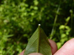 Image of Climbing-Dogbane