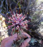 Plancia ëd Leucospermum wittebergense Compton