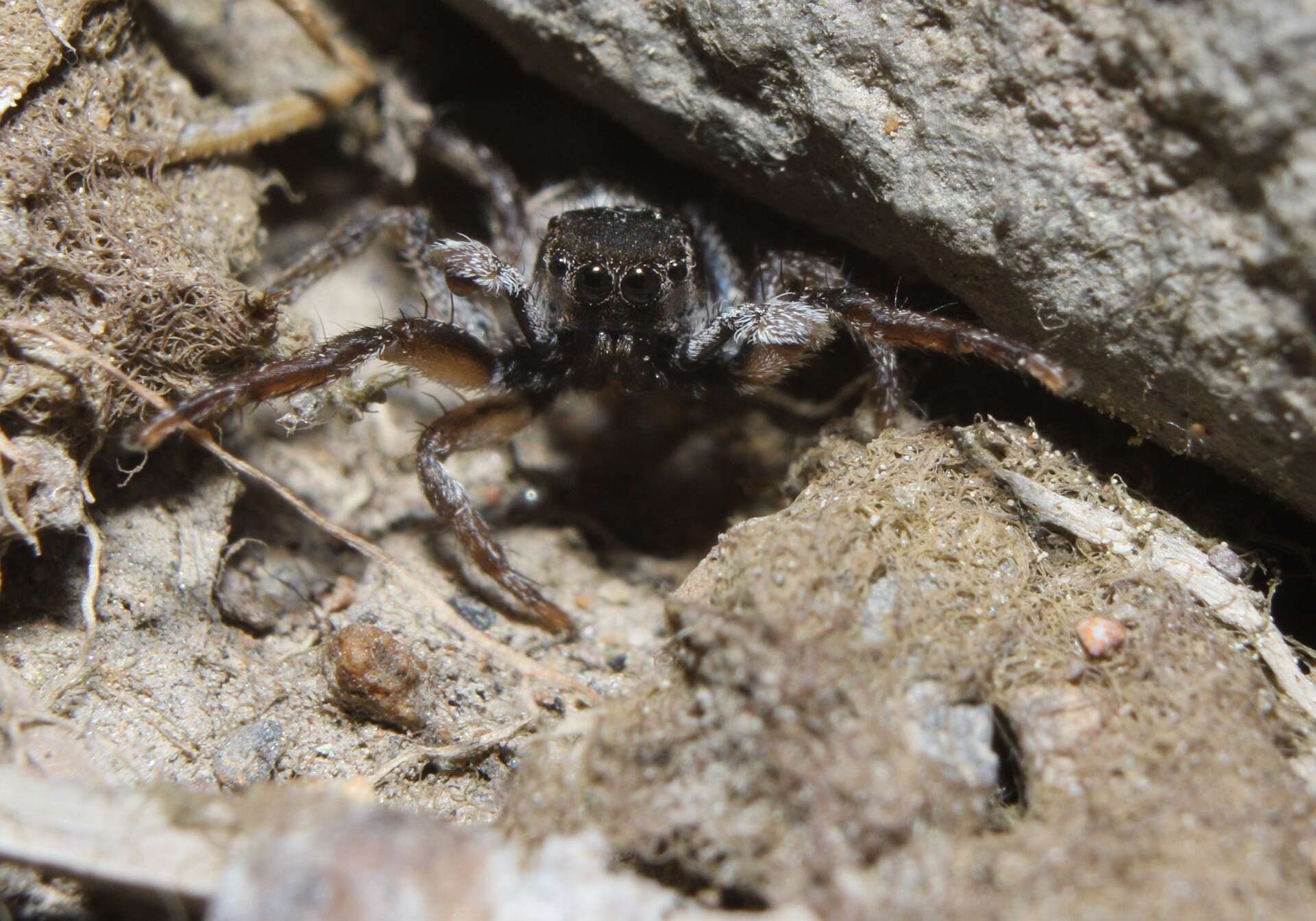 صورة Habronattus borealis (Banks 1895)