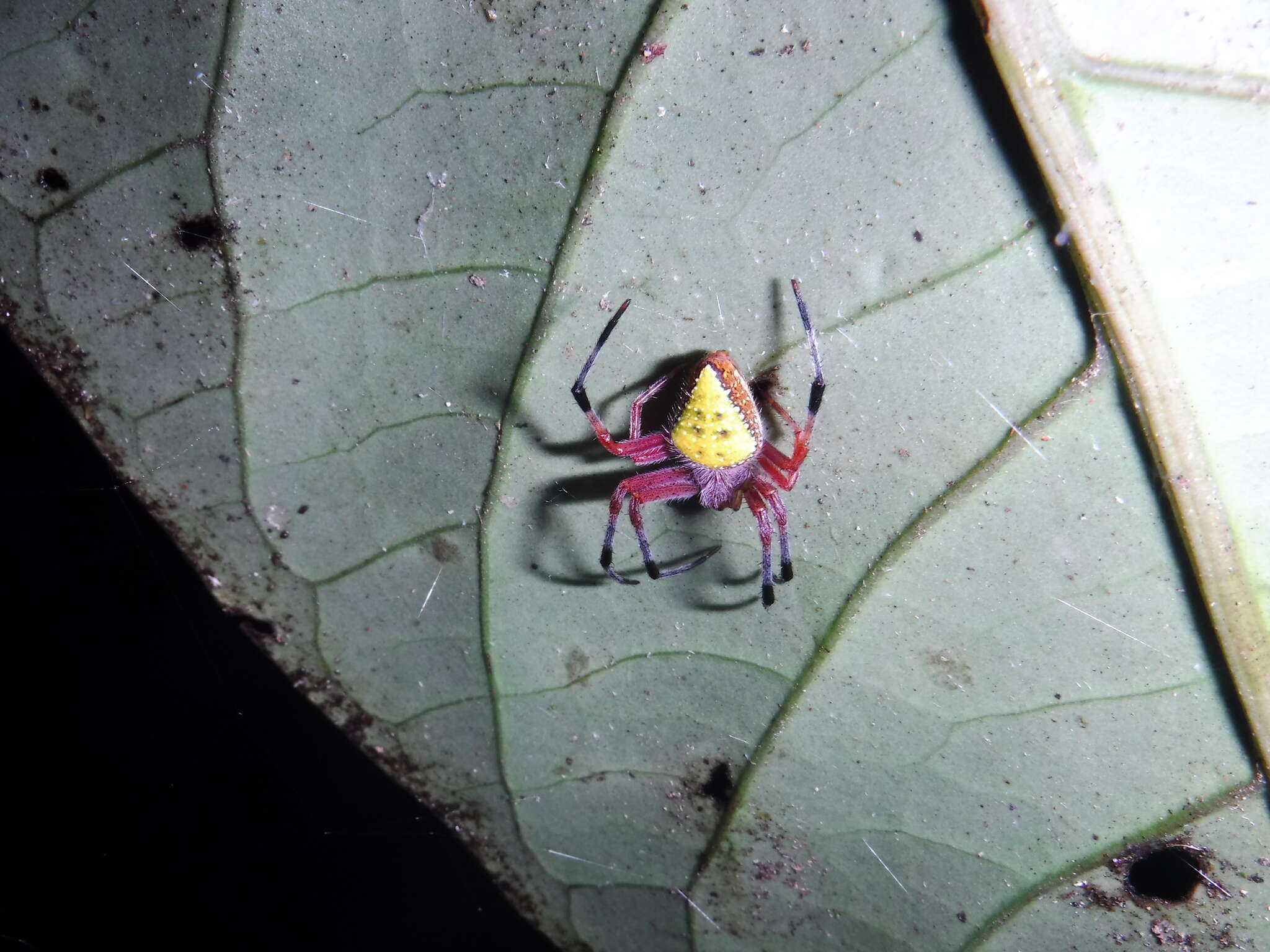 Image of Eriophora nephiloides (O. Pickard-Cambridge 1889)