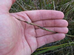 Image of Machaerina rubiginosa (Biehler) T. Koyama