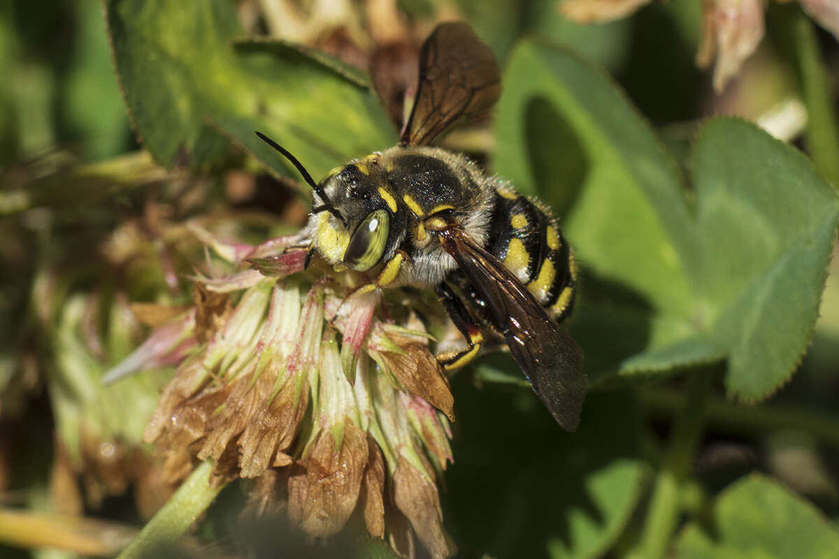 Anthidium loti Perris 1852的圖片