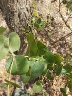 Image of mountain graygum