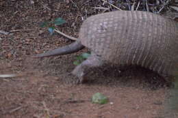 Image of Greater Naked-tailed Armadillo