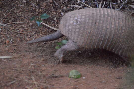 Image of Greater Naked-tailed Armadillo