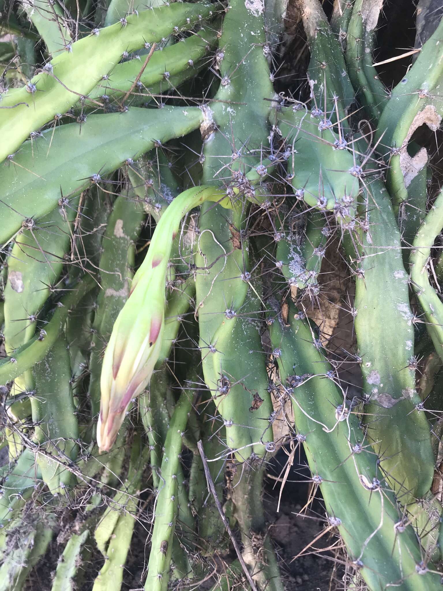 Image de Cereus fernambucensis subsp. fernambucensis