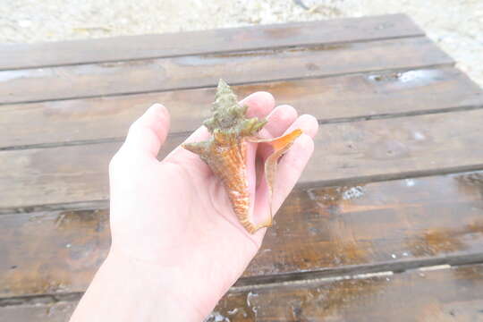 Image of Pink Conch