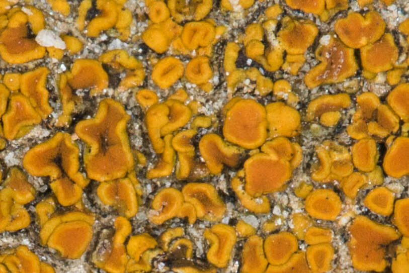 Image of orange lichen