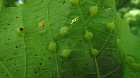 Image of Contarinia verrucicola (Osten Sacken 1875)