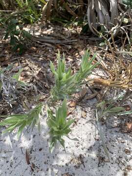 Image of narrowleaf silkgrass