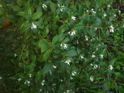 Image of Osmanthus burkwoodii (Burkwood & Skipwith) P. S. Green