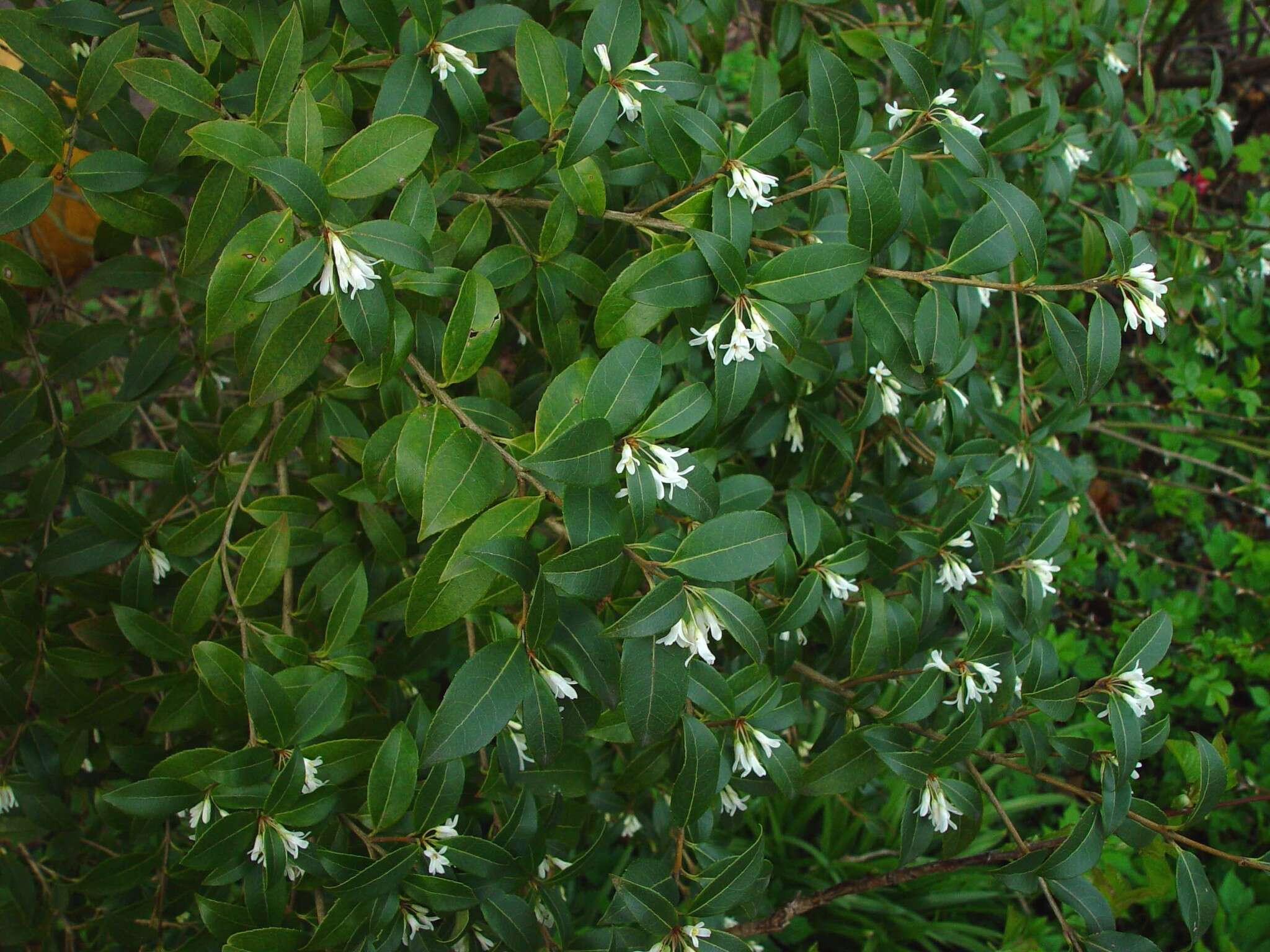 Image of Osmanthus burkwoodii (Burkwood & Skipwith) P. S. Green