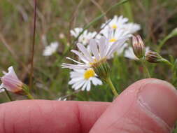 Image of Minuria leptophylla DC.