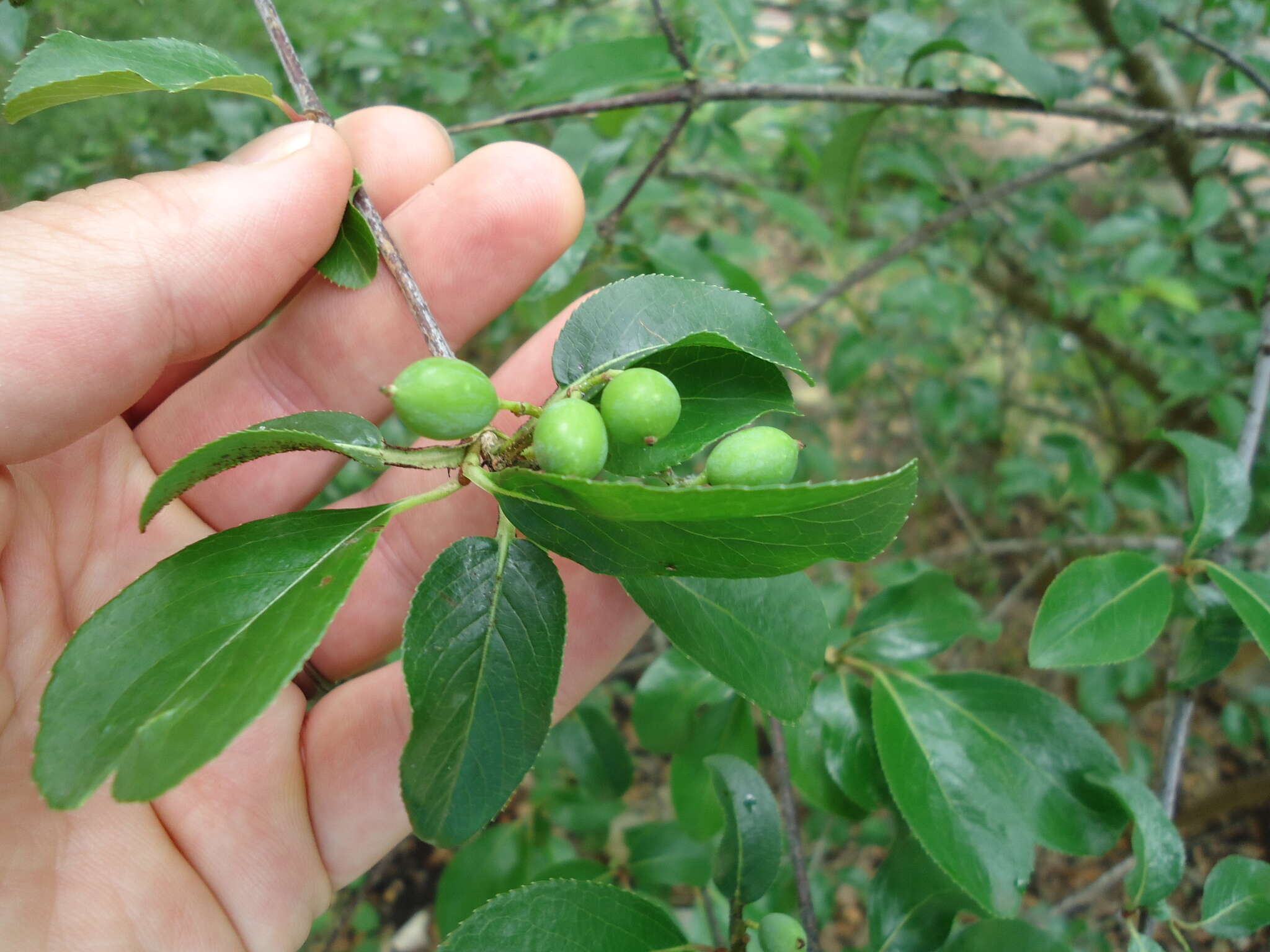 Image of rusty blackhaw