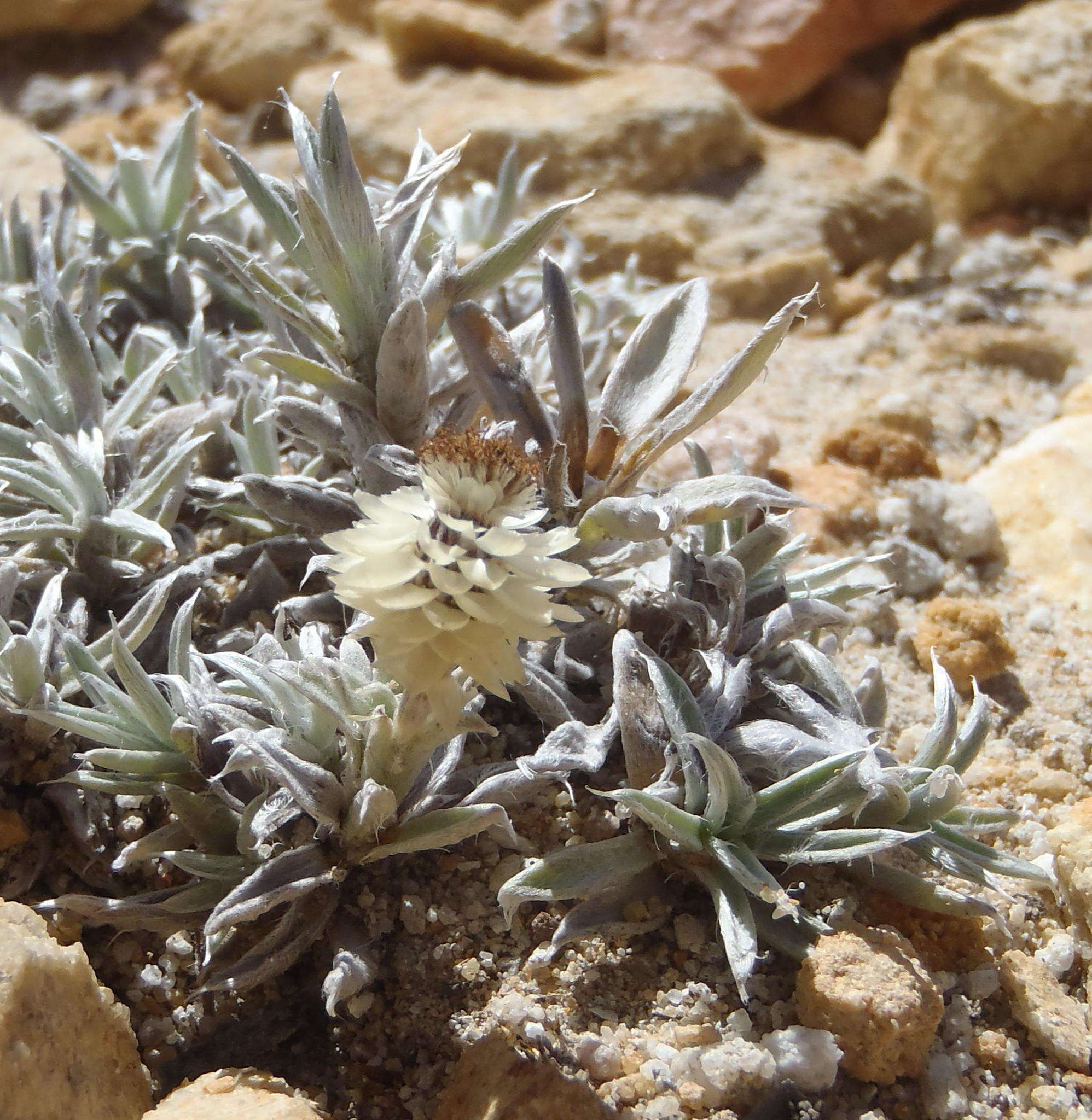 Image de Helichrysum altigenum Schltr. & Moeser