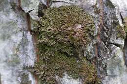 Image of melanelia lichen