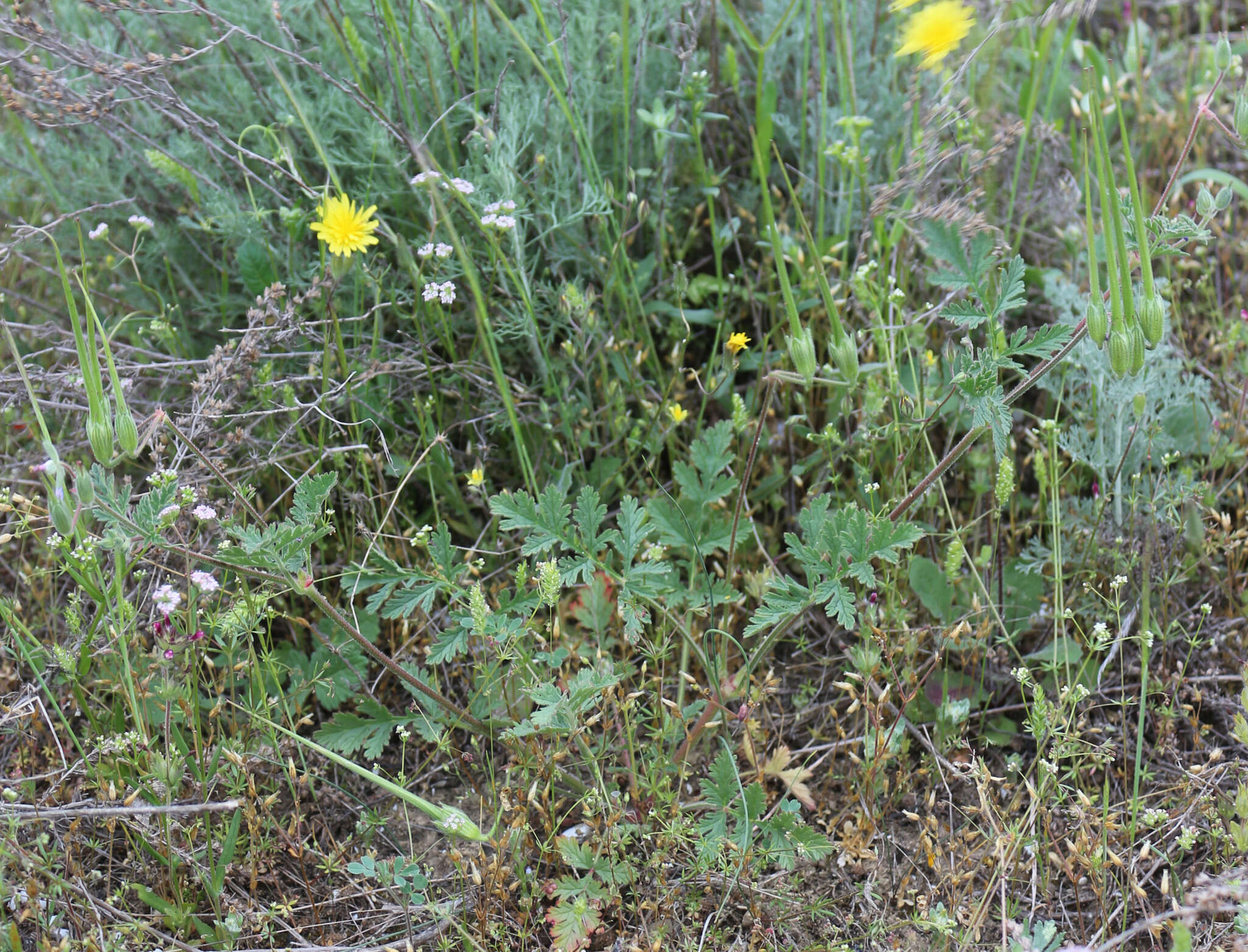 Image of Erodium hoefftianum C. A. Meyer