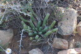 Euphorbia esculenta Marloth resmi