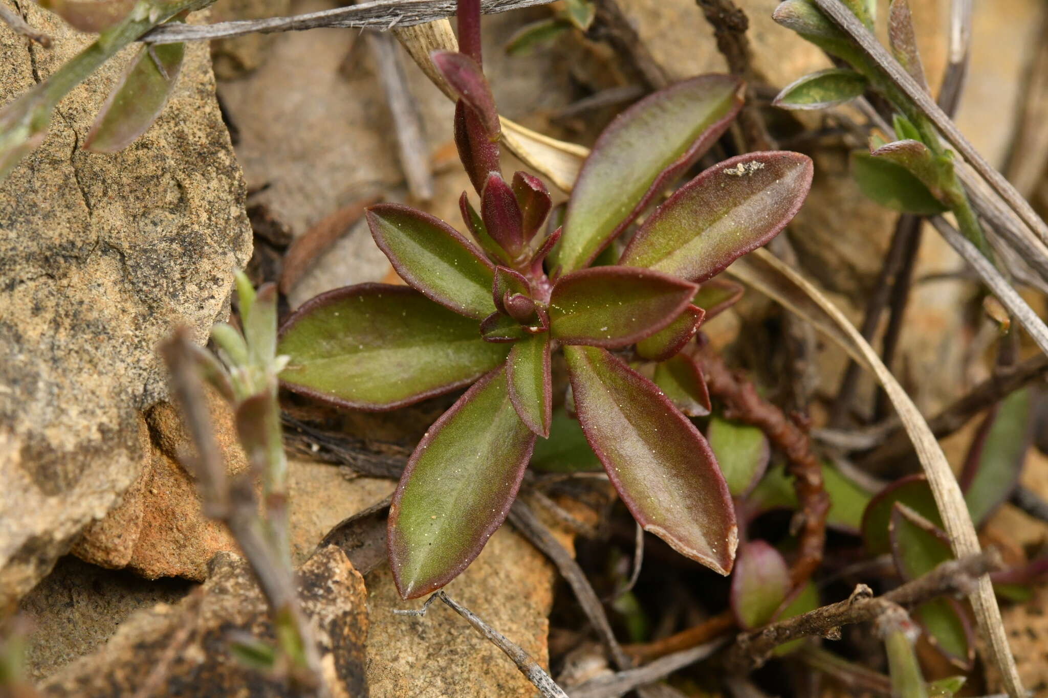 Image of Chalk milkwort