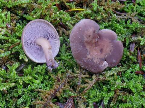 Image of Baeospora myriadophylla (Peck) Singer 1938