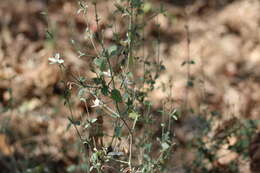 Image of Carlowrightia neesiana (Schauer ex Nees) T. F. Daniel