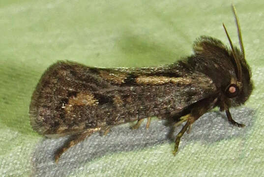 Image of Clemens' Grass Tubeworm Moth