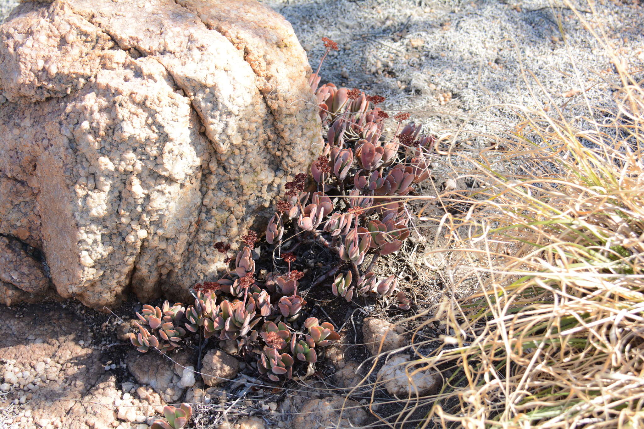 Image of Crassula swaziensis Schönl.