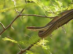 Image of Sonoran Whipsnake