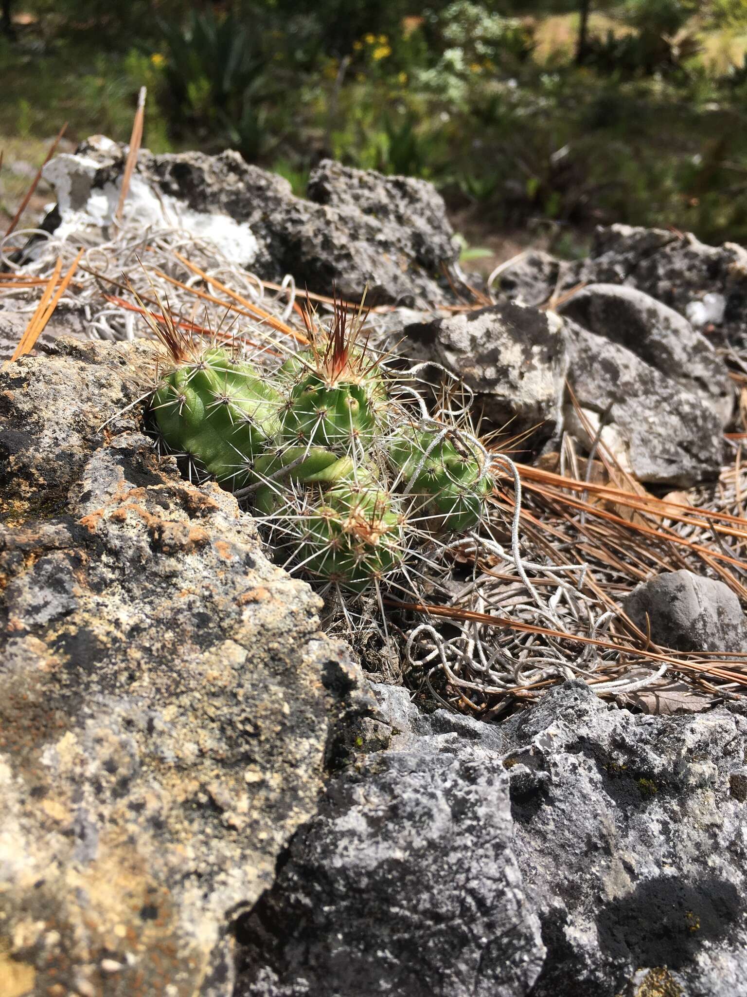 Image of Echinocereus parkeri subsp. parkeri