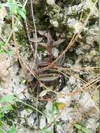 Image of Lenophyllum acutifolium Rose