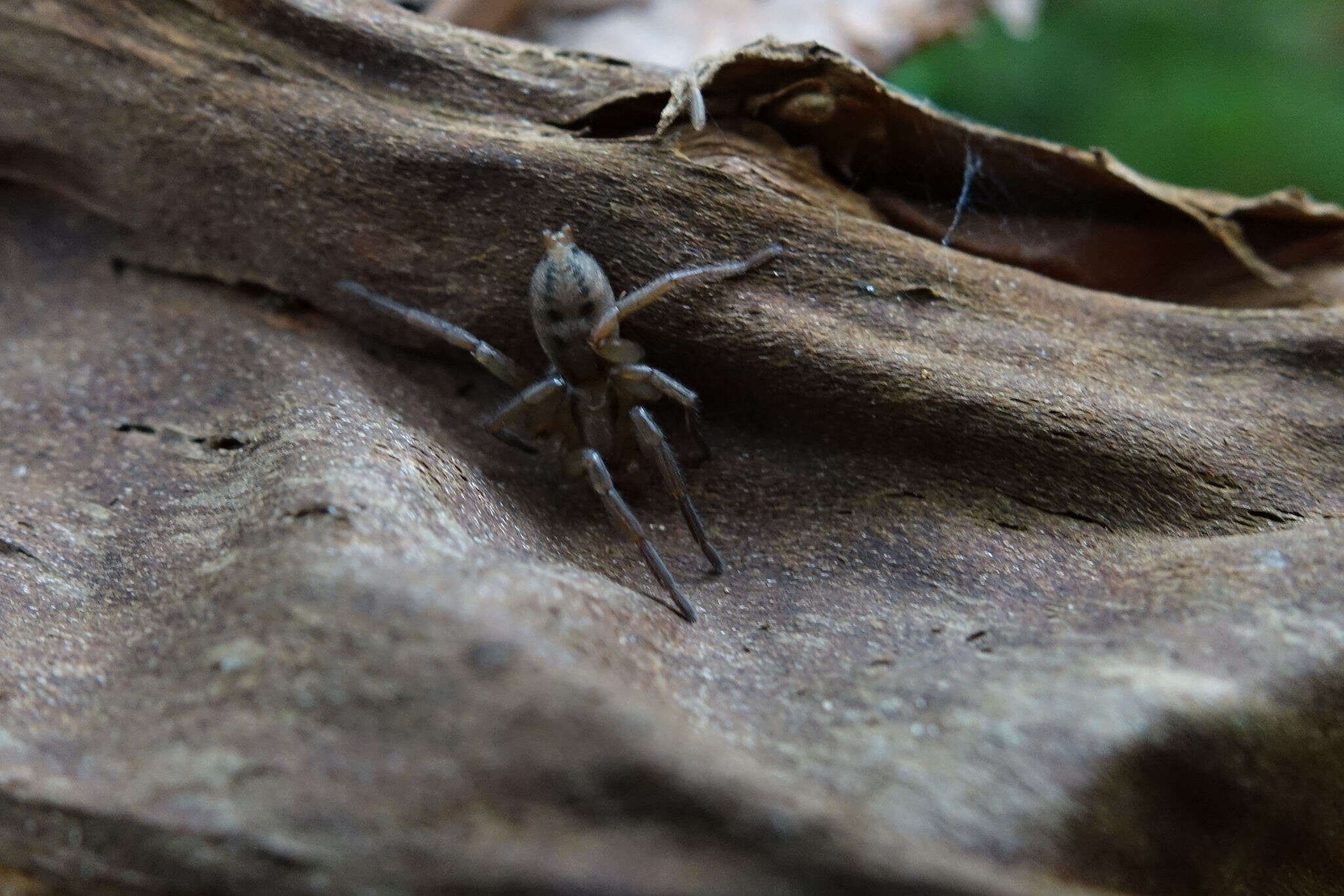 Image of Notiodrassus distinctus Bryant 1935