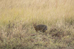 Image de Felis chaus affinis Gray 1830