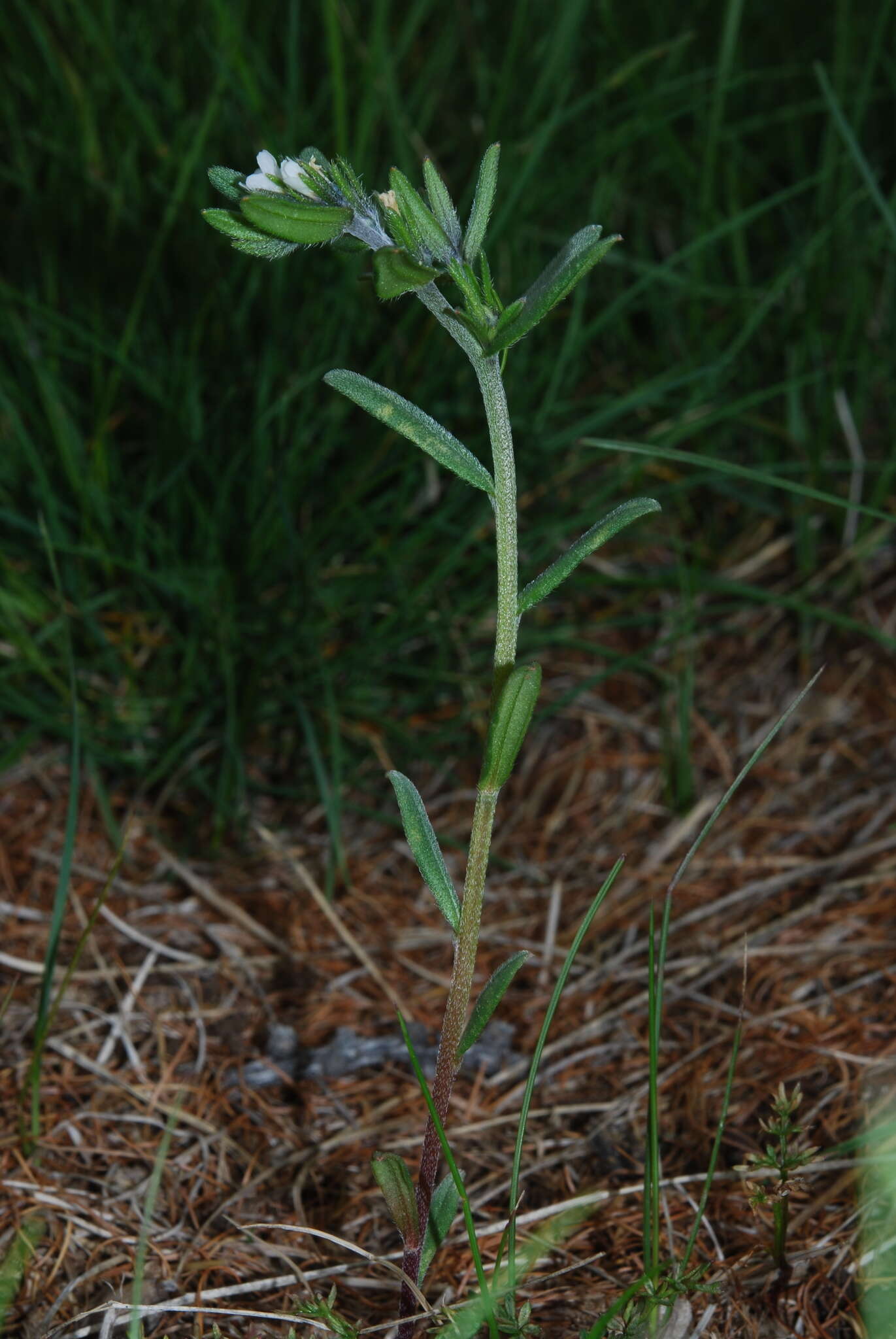 Image of Buglossoides arvensis subsp. arvensis