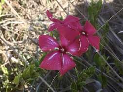 Image de Catharanthus ovalis subsp. grandiflorus Markgr.