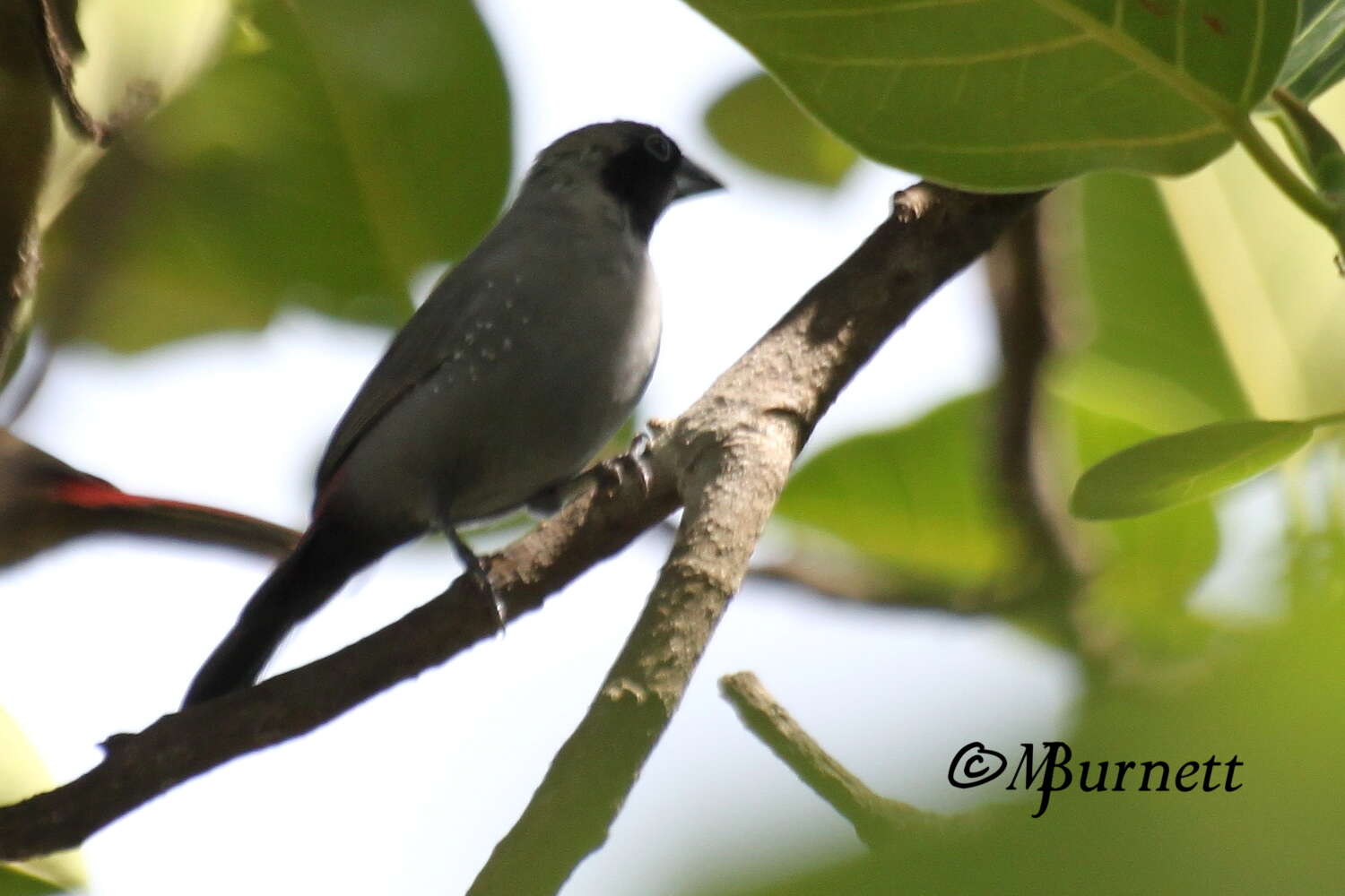 Image of Black-faced Firefinch