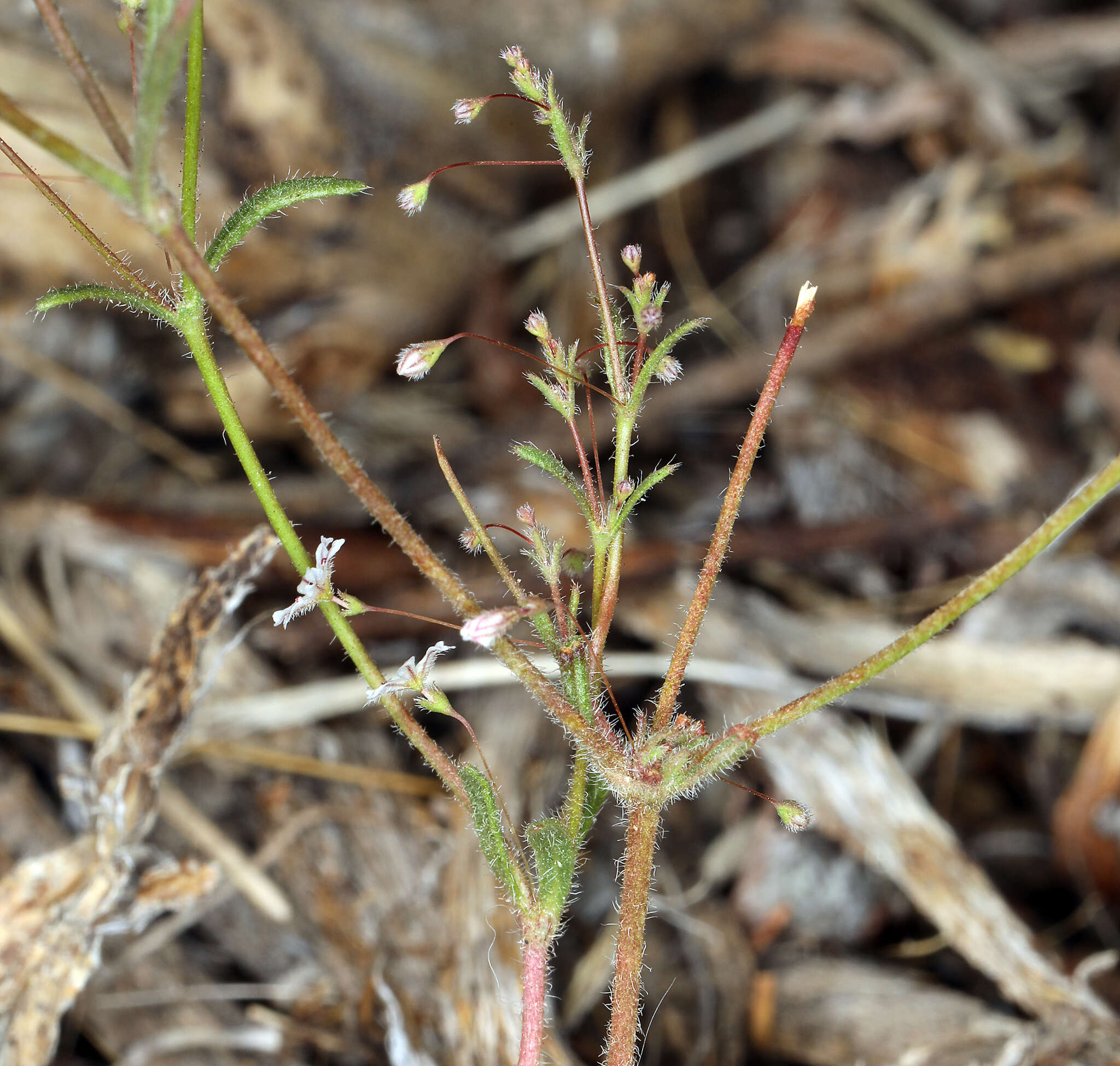 Image of Redding buckwheat