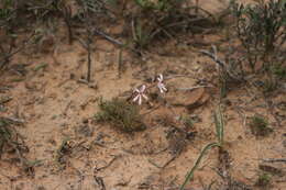 Image of Pelargonium aridum R. A. Dyer
