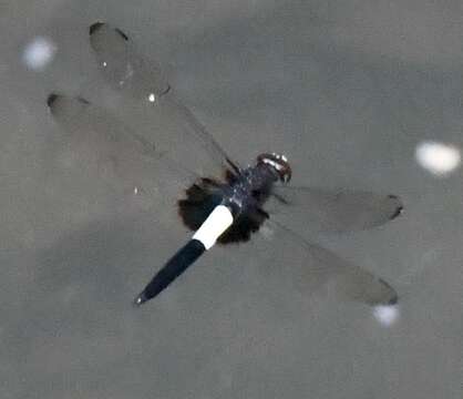 Image of Pseudothemis zonata (Burmeister 1839)