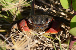 Image of East African red mangrove crab